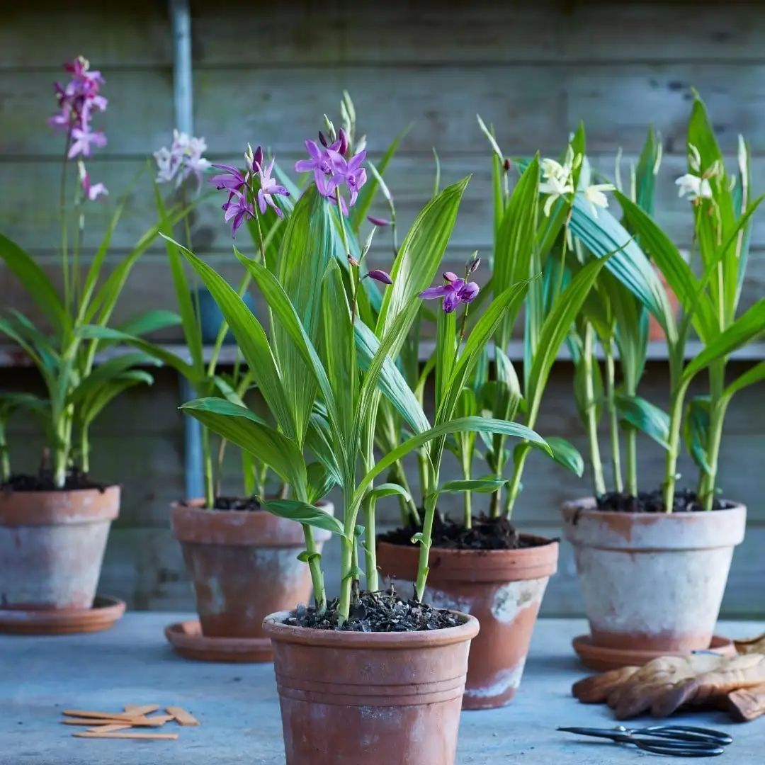 常见的地生兰的栽种要点丨小叶子有"花"招_上观新闻