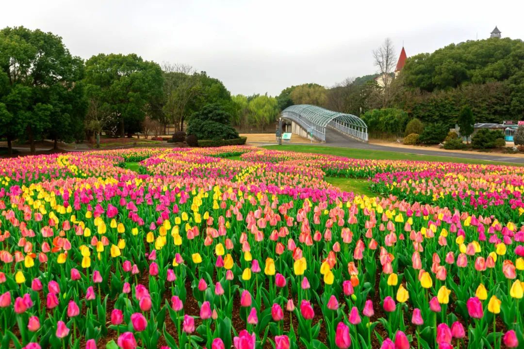 >上观号>上海松江>文章详情>3月20日上午,记者走进辰山植物园看到,2号