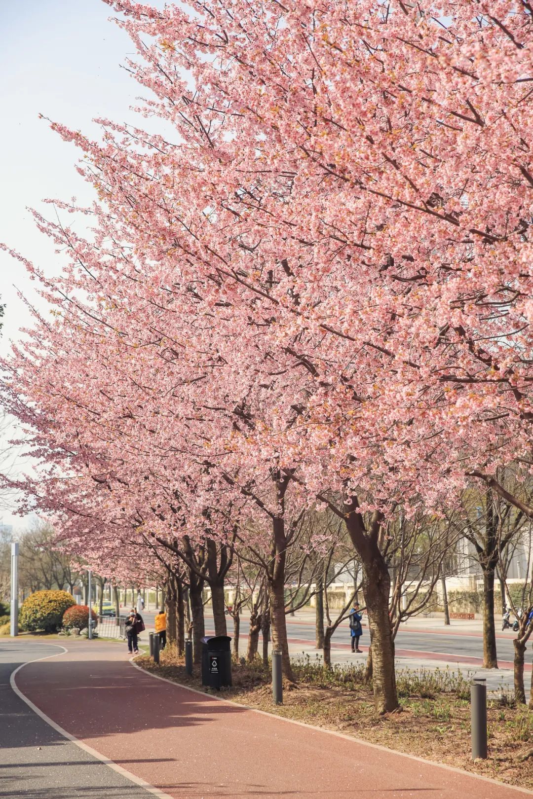 上海浦东高东樱花园图片