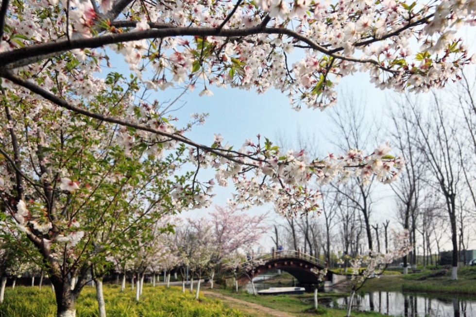 世纪公园春季花之旅即将开启共赏烂漫春花