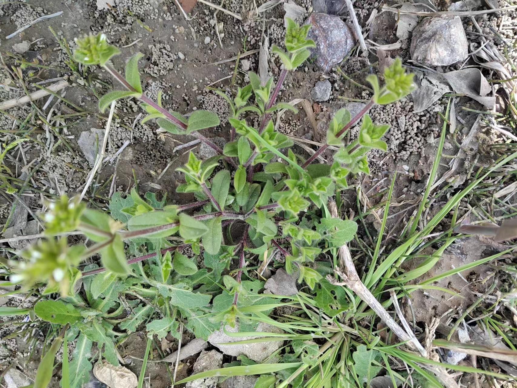 小时候挖的野菜如今小区内还能看见吗