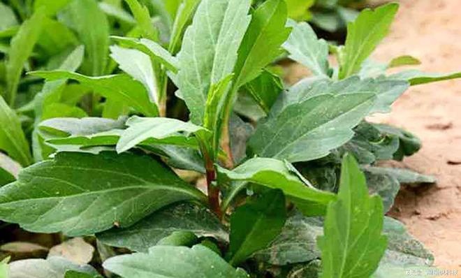 小时候挖的野菜如今小区内还能看见吗