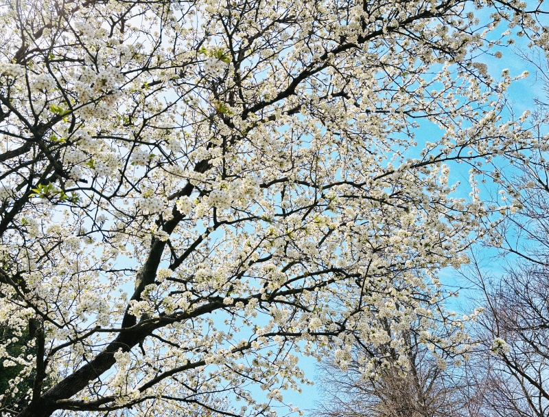 松江这里的梨树已繁花似锦,快来打卡吧!_上观新闻