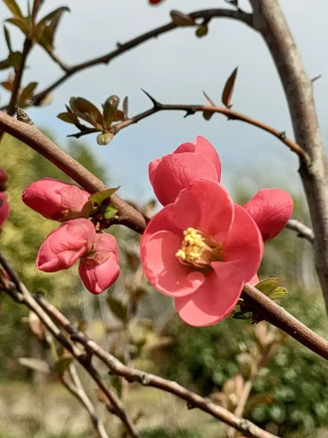 贴梗海棠束花茶花红叶李郁金香金钟花星花玉兰都有哪些花卉呢,一起来
