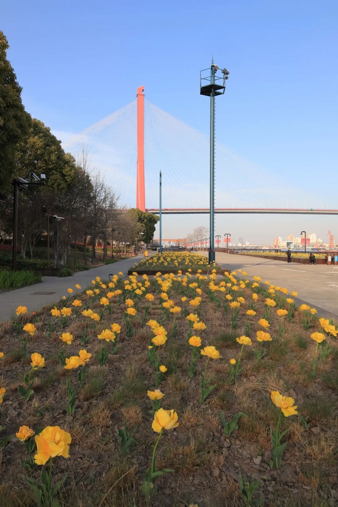 在杨浦滨江邂逅繁花开启一场春日citywalk