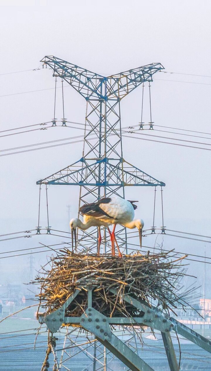 候鸟变留鸟两对东方白鹳连续三年安家泗洪