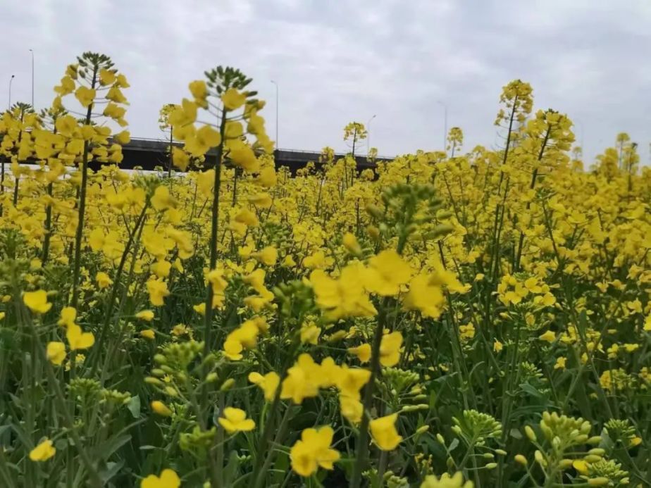 两江龙湾公园油菜花图片