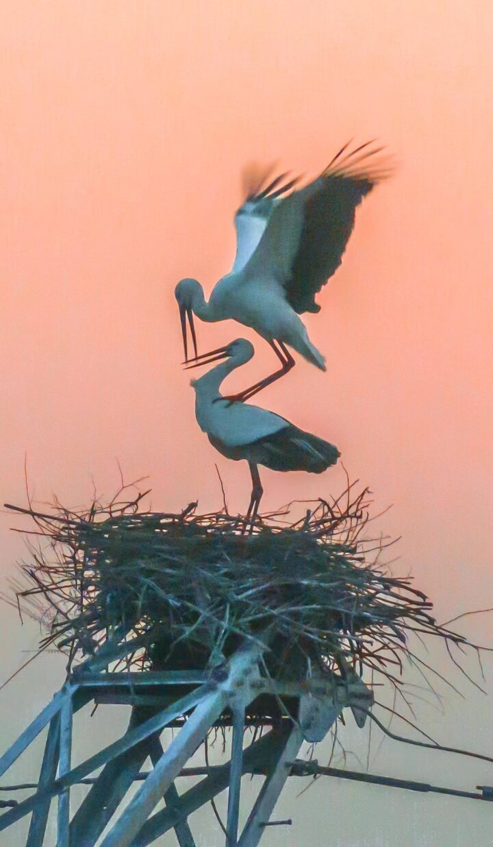 2023年他连续两年拍摄到了三对东方白鹳,在这里成功繁殖了11只幼鸟