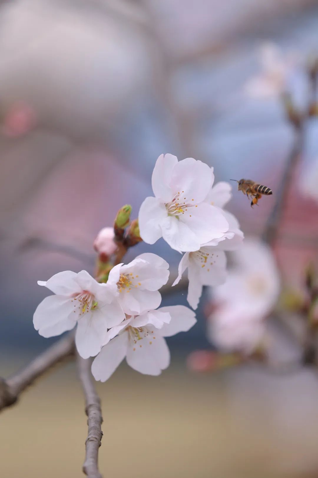 本周末顾村公园迎来逾8万游客预计下周染井吉野进入观赏期