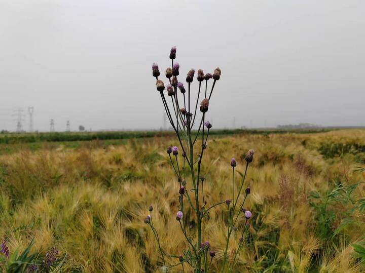 新潮每日一读一个人的绿色原野