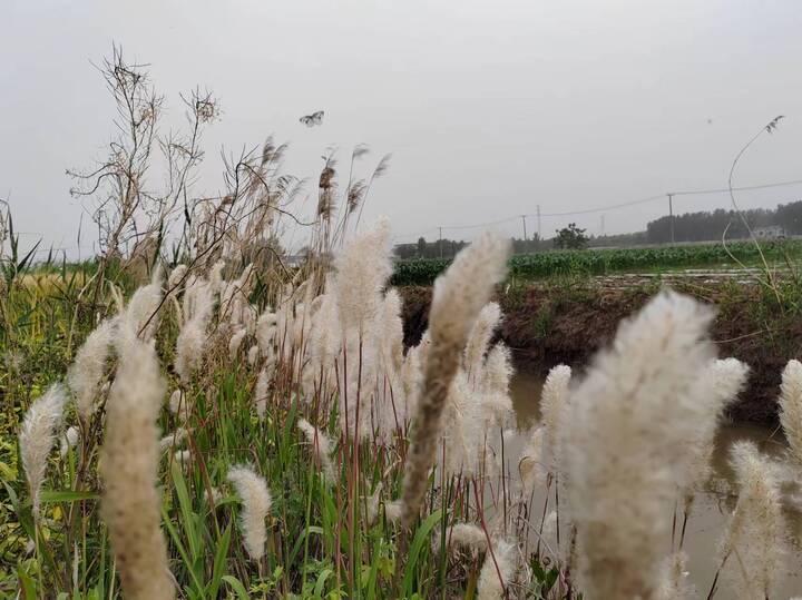 新潮每日一读一个人的绿色原野