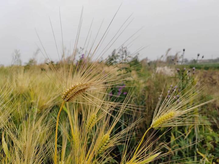 新潮每日一读一个人的绿色原野