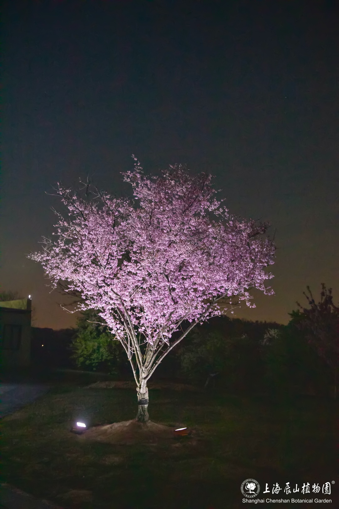 今日起辰山植物园限时开放赏夜樱