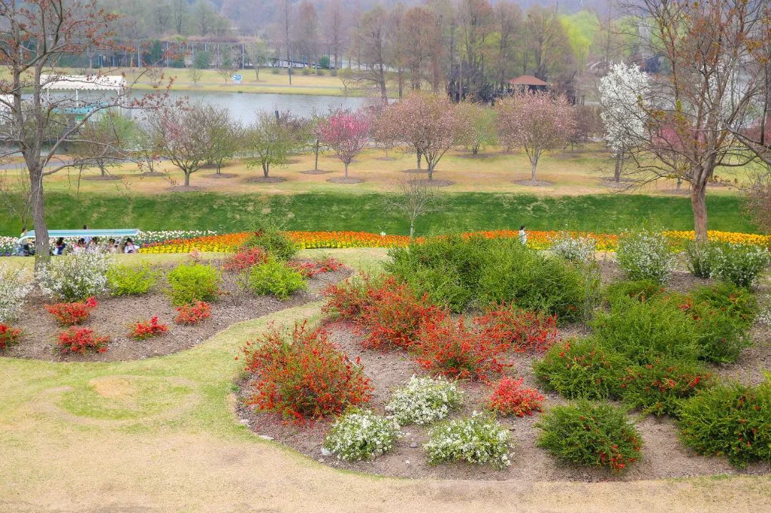 辰山海棠园迎来最佳观赏期快来体验在花丛中穿行的感觉