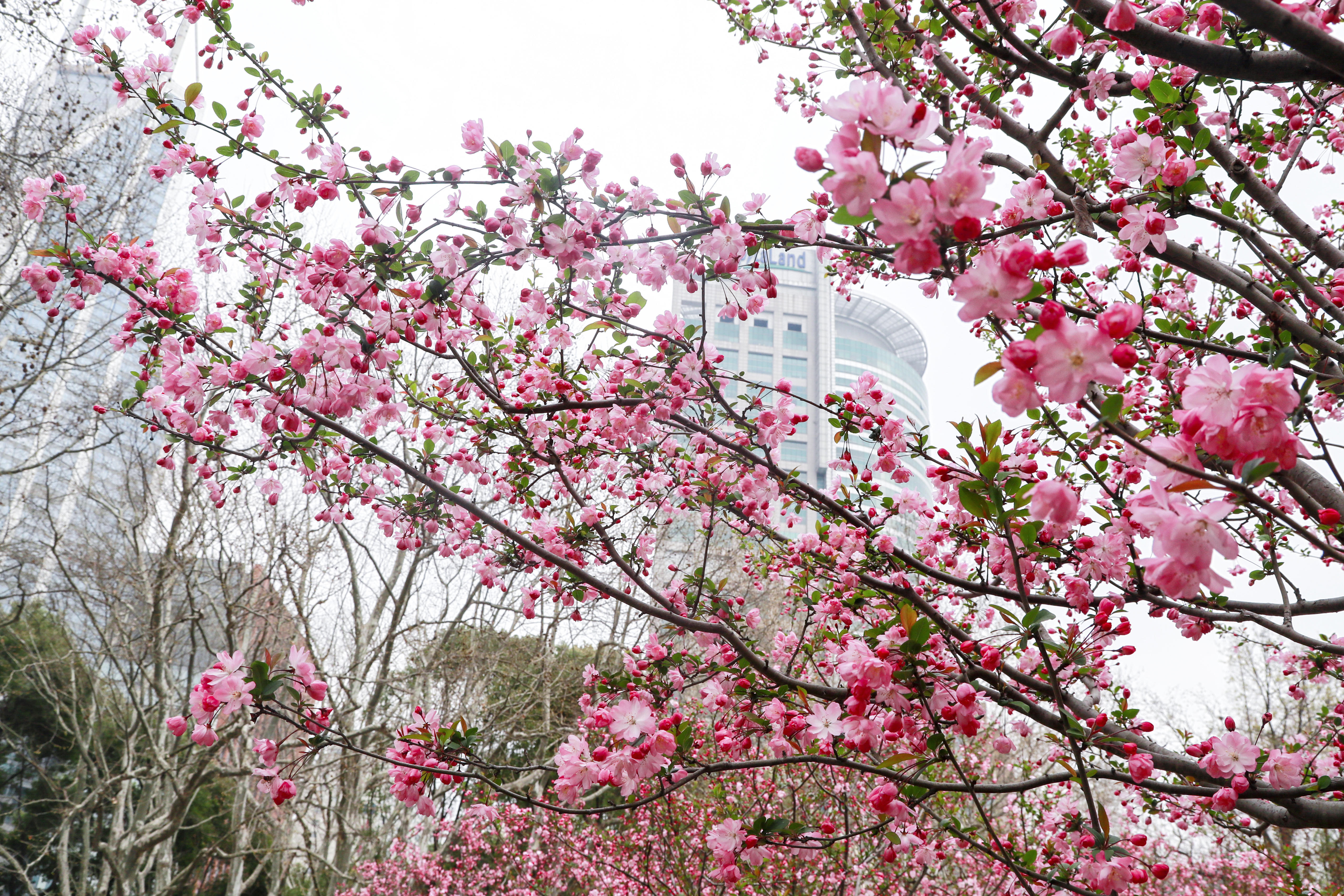 影像故事丨在黄浦的这个公园邂逅粉色花海