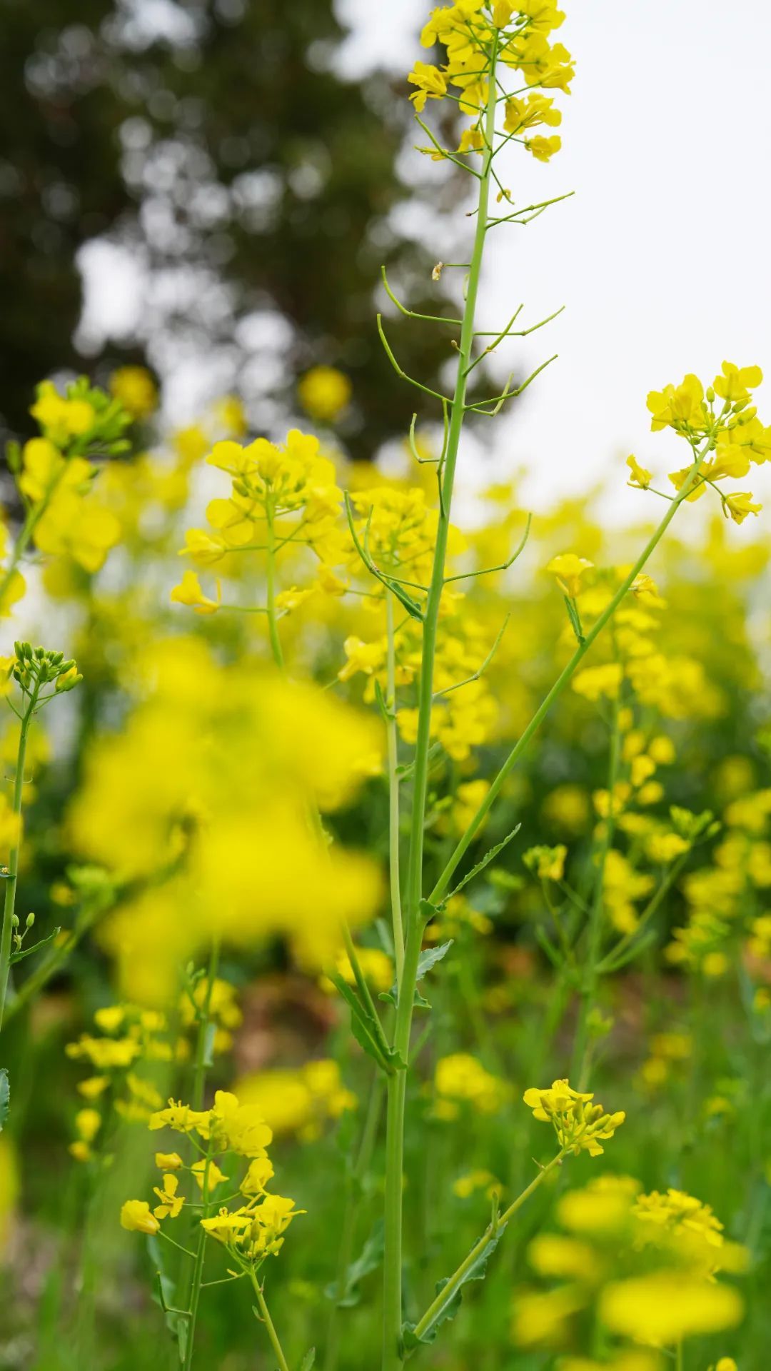 300亩油菜花海让你一眼金艳快来松江这里打卡