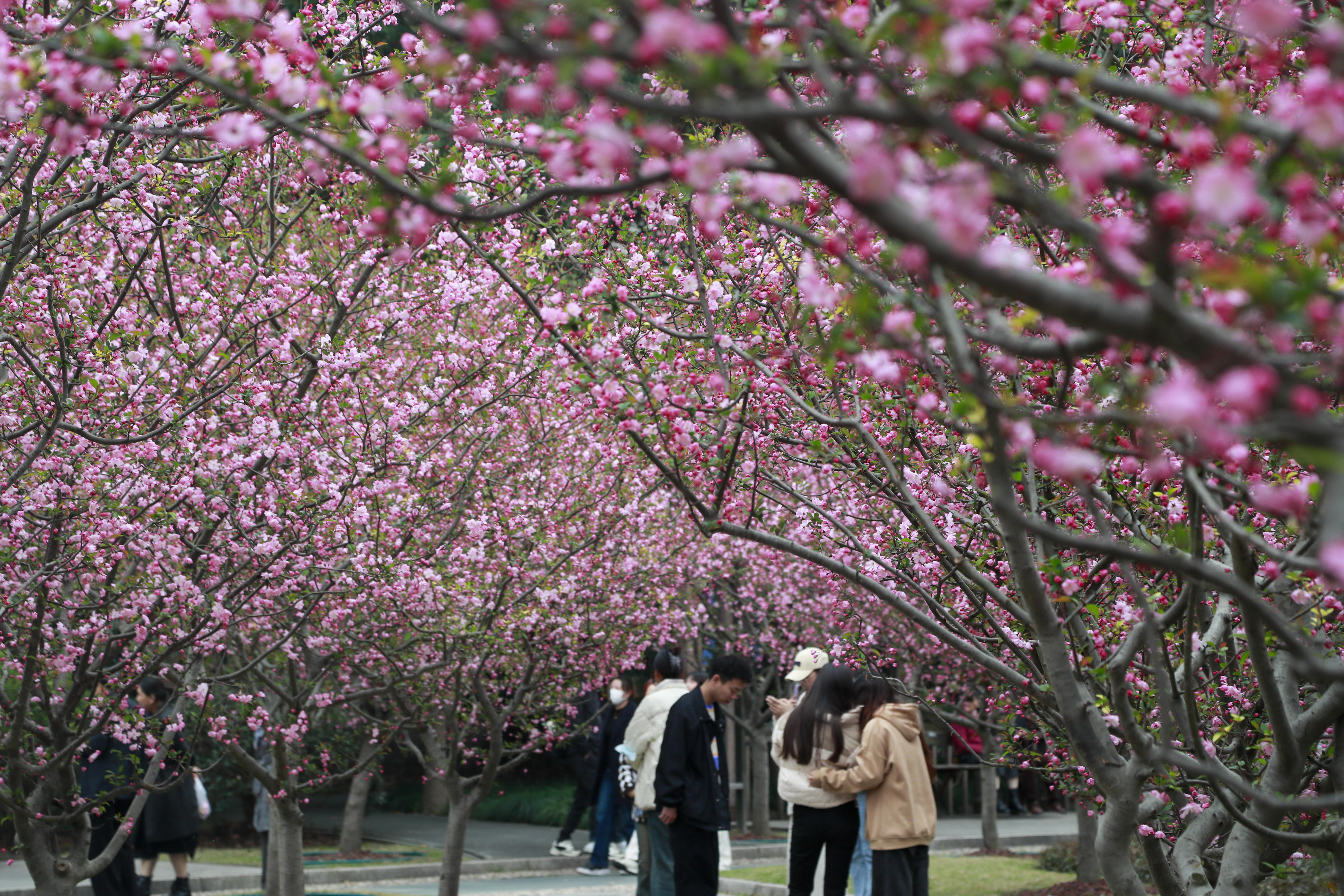 影像故事丨在黄浦的这个公园邂逅粉色花海