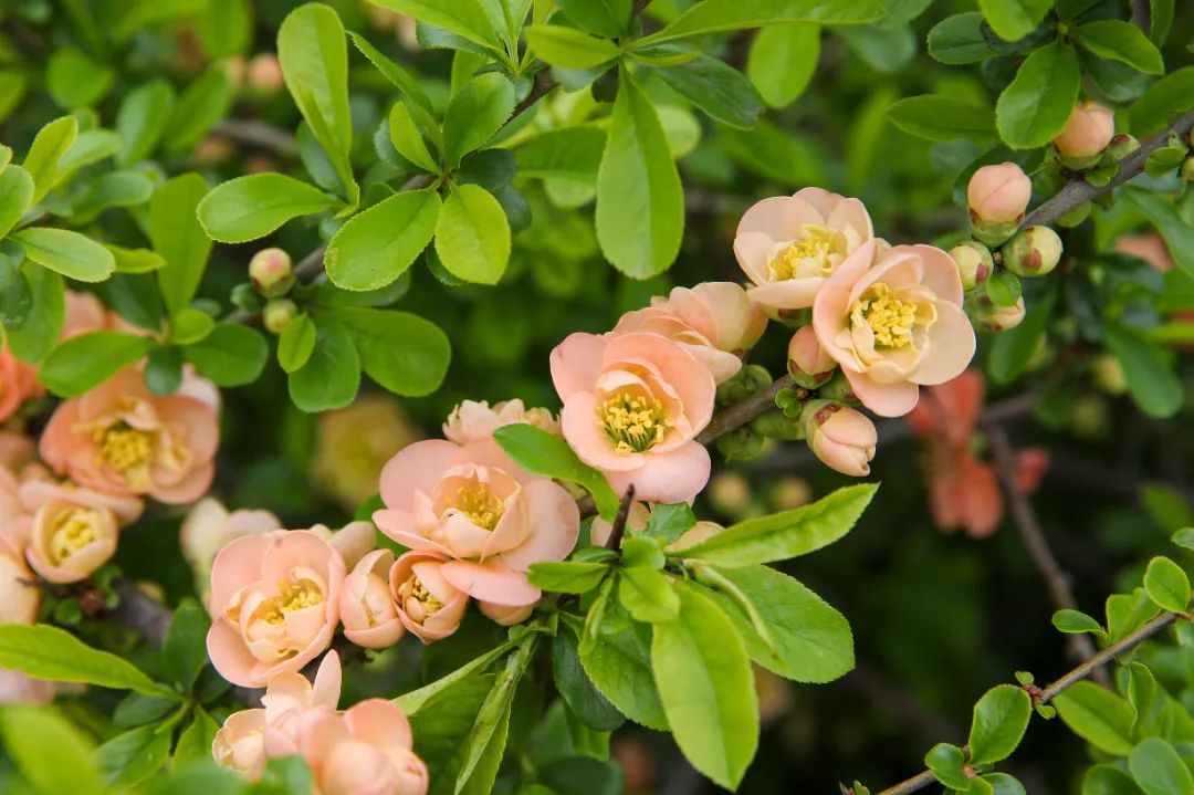 辰山海棠园迎来最佳观赏期,快来体验在花丛中穿行的感觉