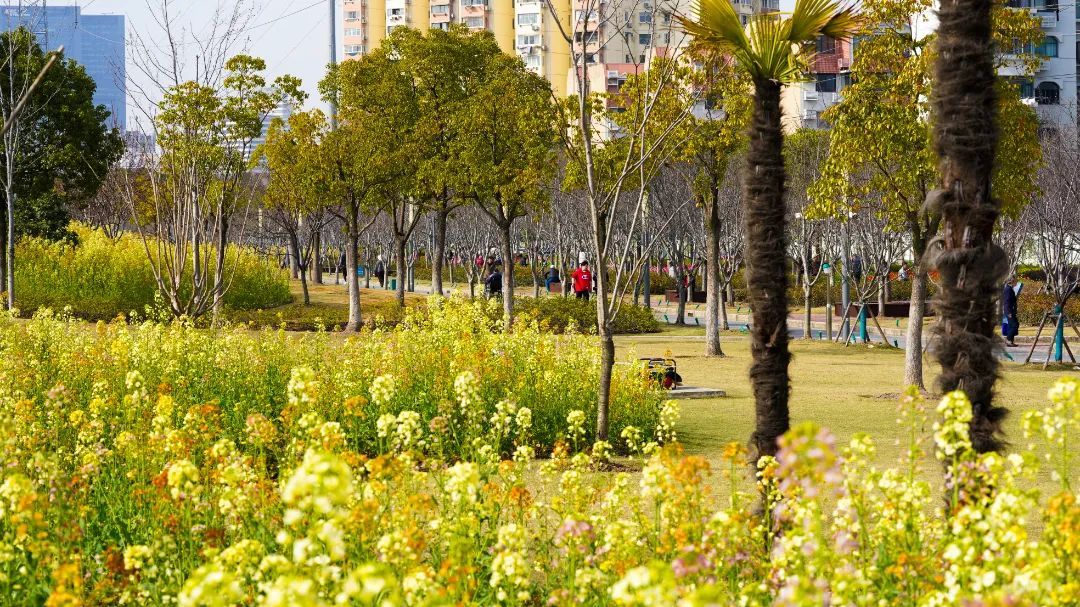 七彩油菜花你见过吗到徐汇这里打卡不一样的春天