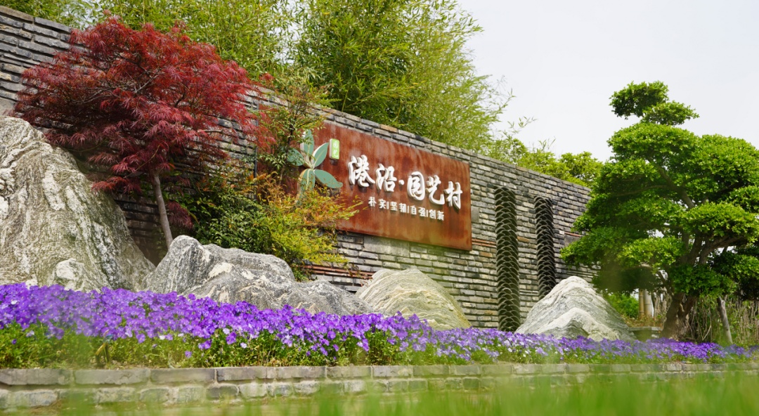 崇明"花漾小镇"景可赏,花可买_上观新闻