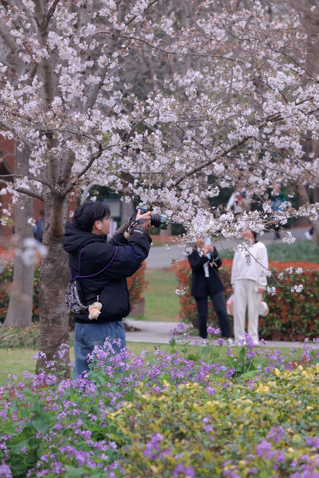 提示顾村公园染井吉野进入盛放倒计时狠狠期待住了