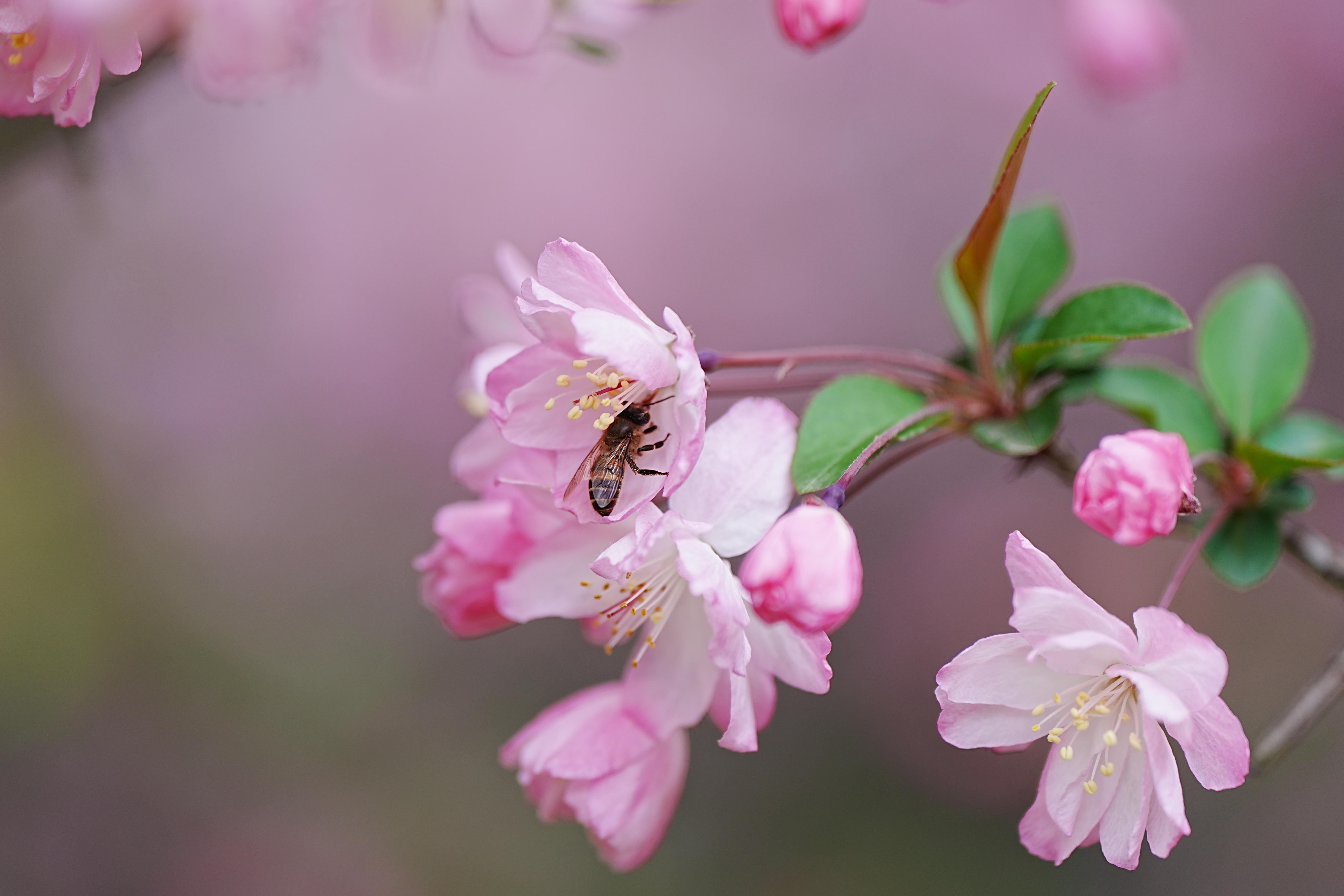 "花贵妃"盛放,普陀还有座以ta命名的公园!_上观新闻