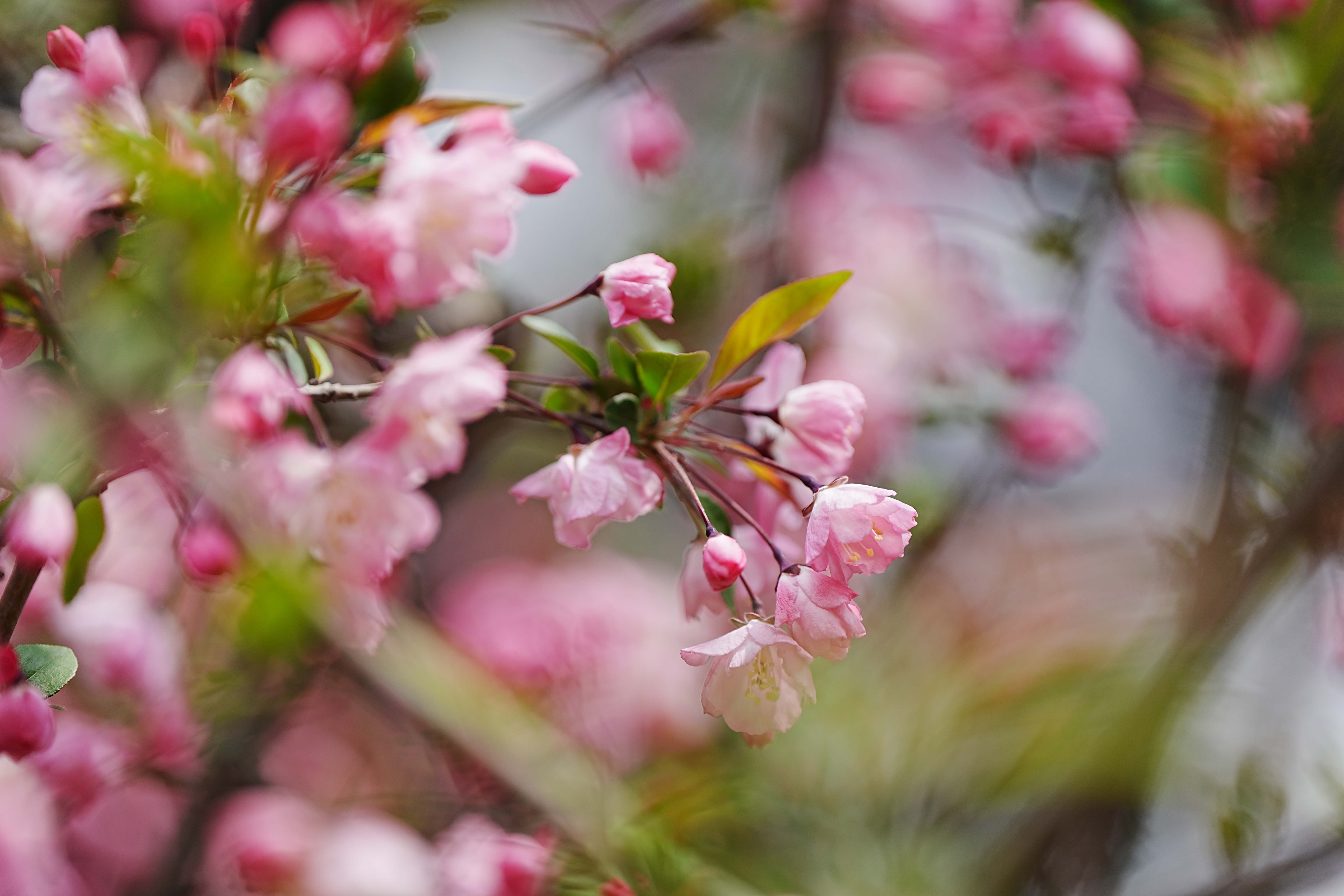 "花贵妃"盛放,普陀还有座以ta命名的公园!_上观新闻