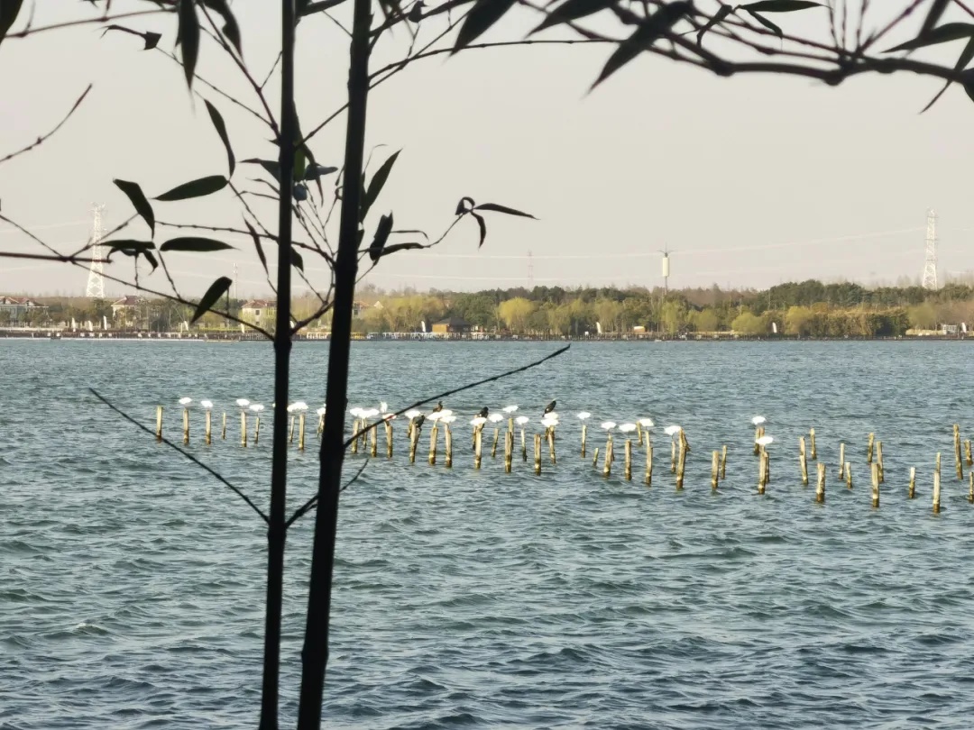 春天的西沙明珠湖景区美极了