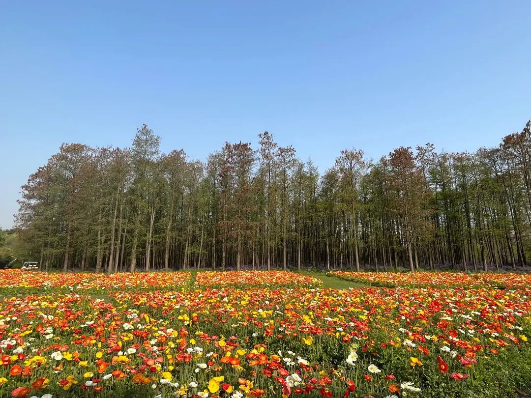 闵行花海公园图片