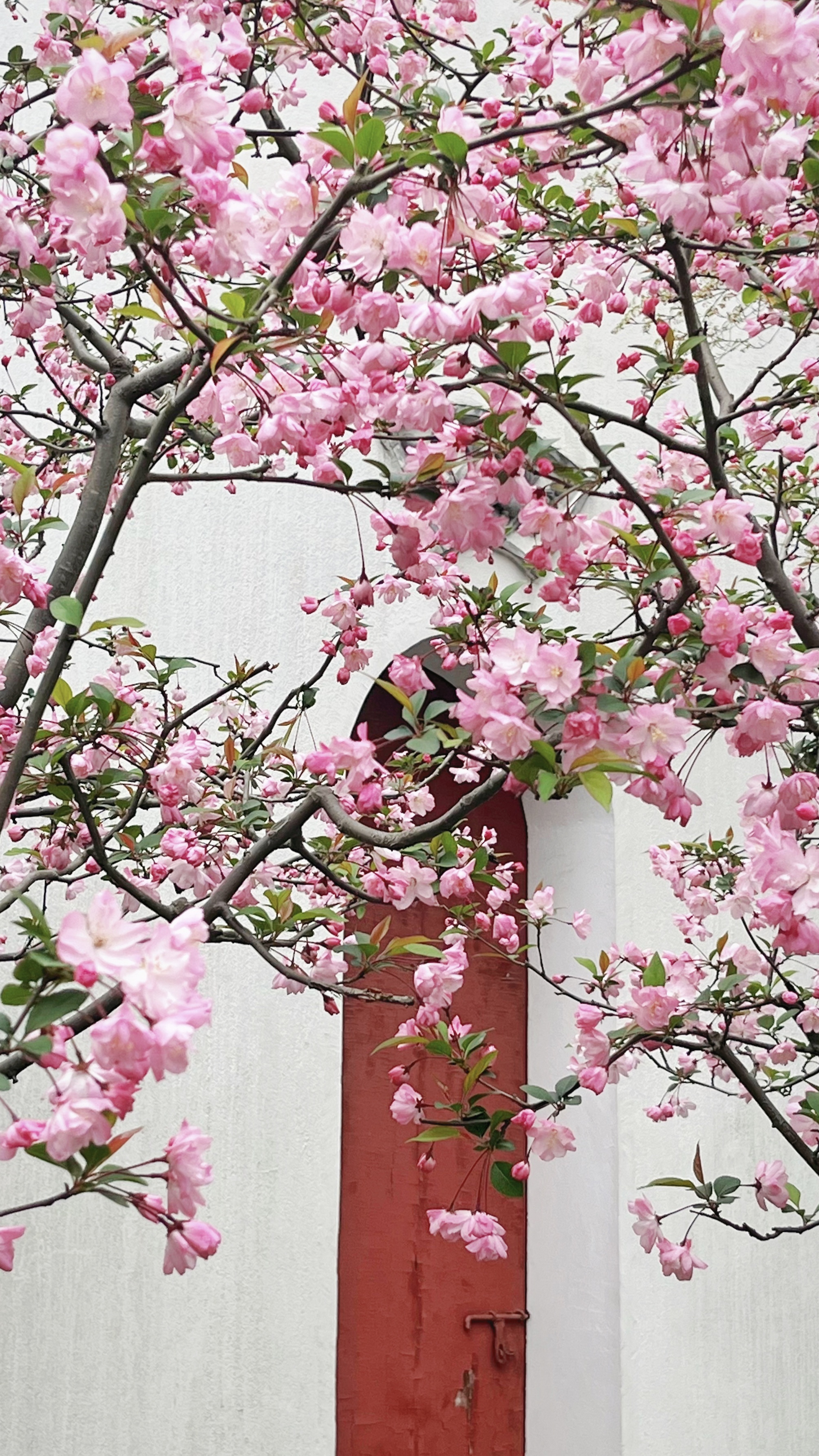 绝美静宝竟然在上海市区里拍到了海棠花开的江南园林画