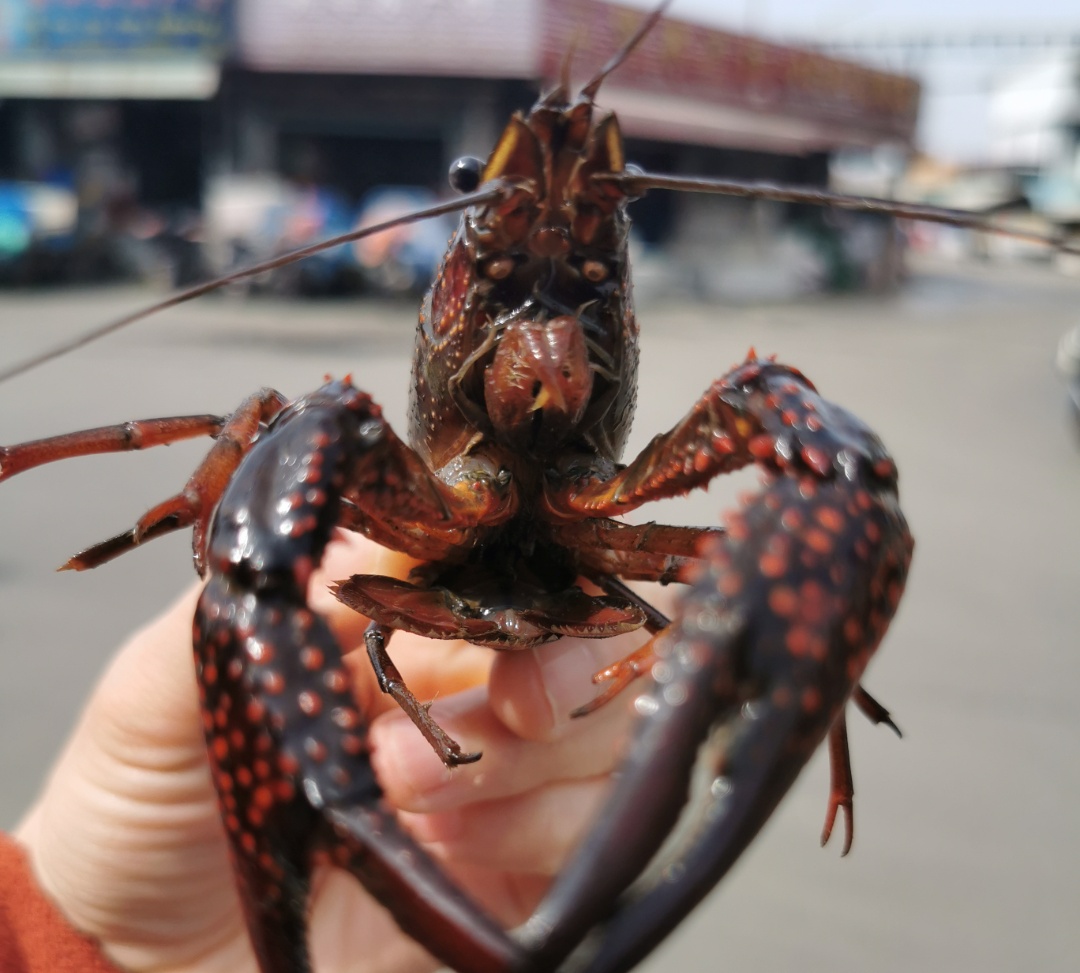 江阳市场的批发商表示:"根据多年经验,清明节后小龙虾的价格能跌到