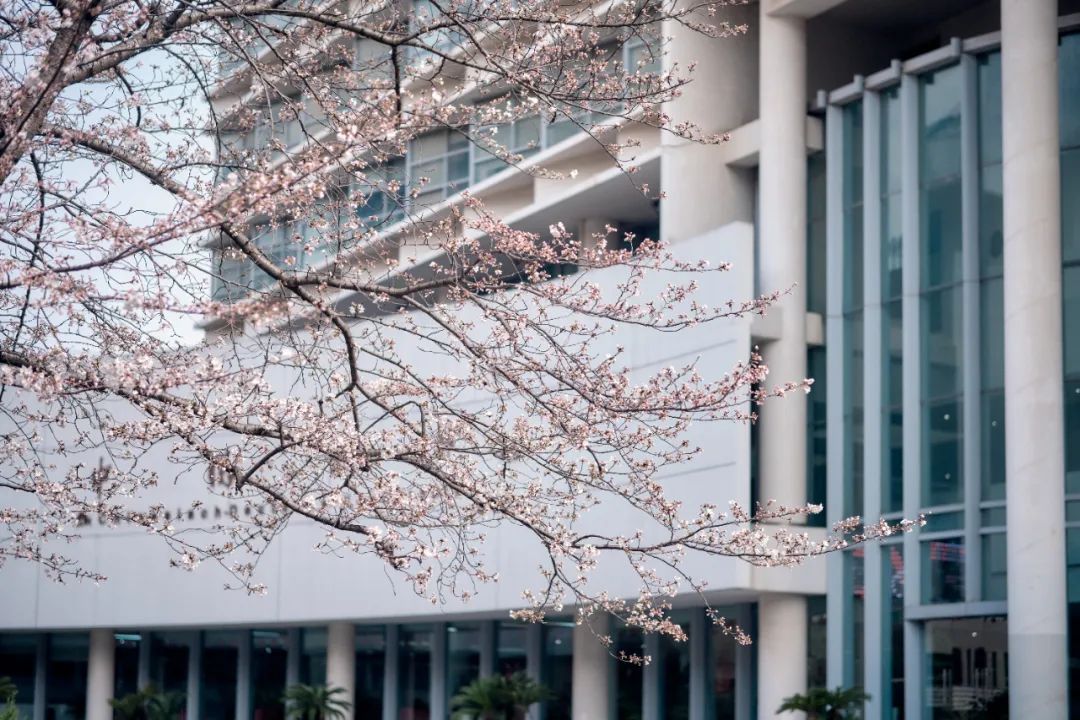 24小时直播绝美大片同济大学樱花来了
