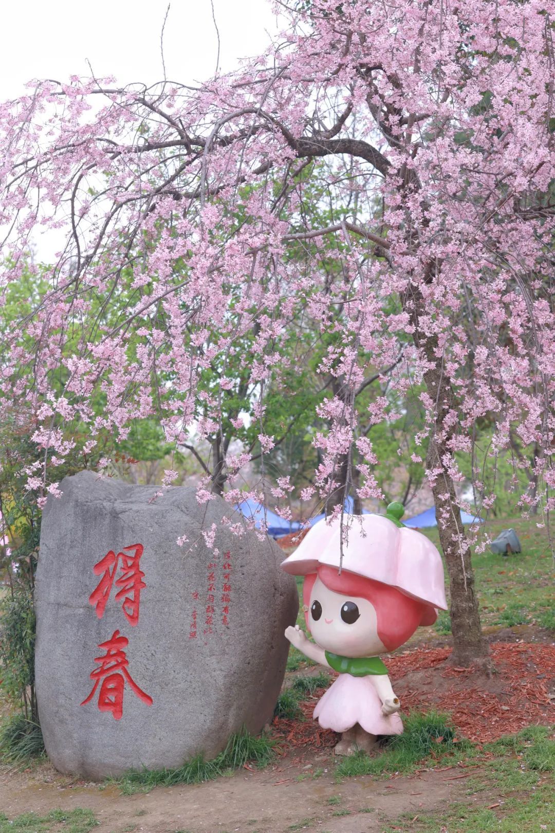 染井吉野进入盛放倒计时这一次狠狠期待住了