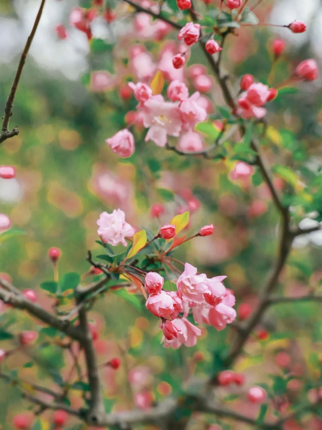 3月30日至4月1日暨第三届海棠园艺文化集市2024年黄兴公园海棠文化节