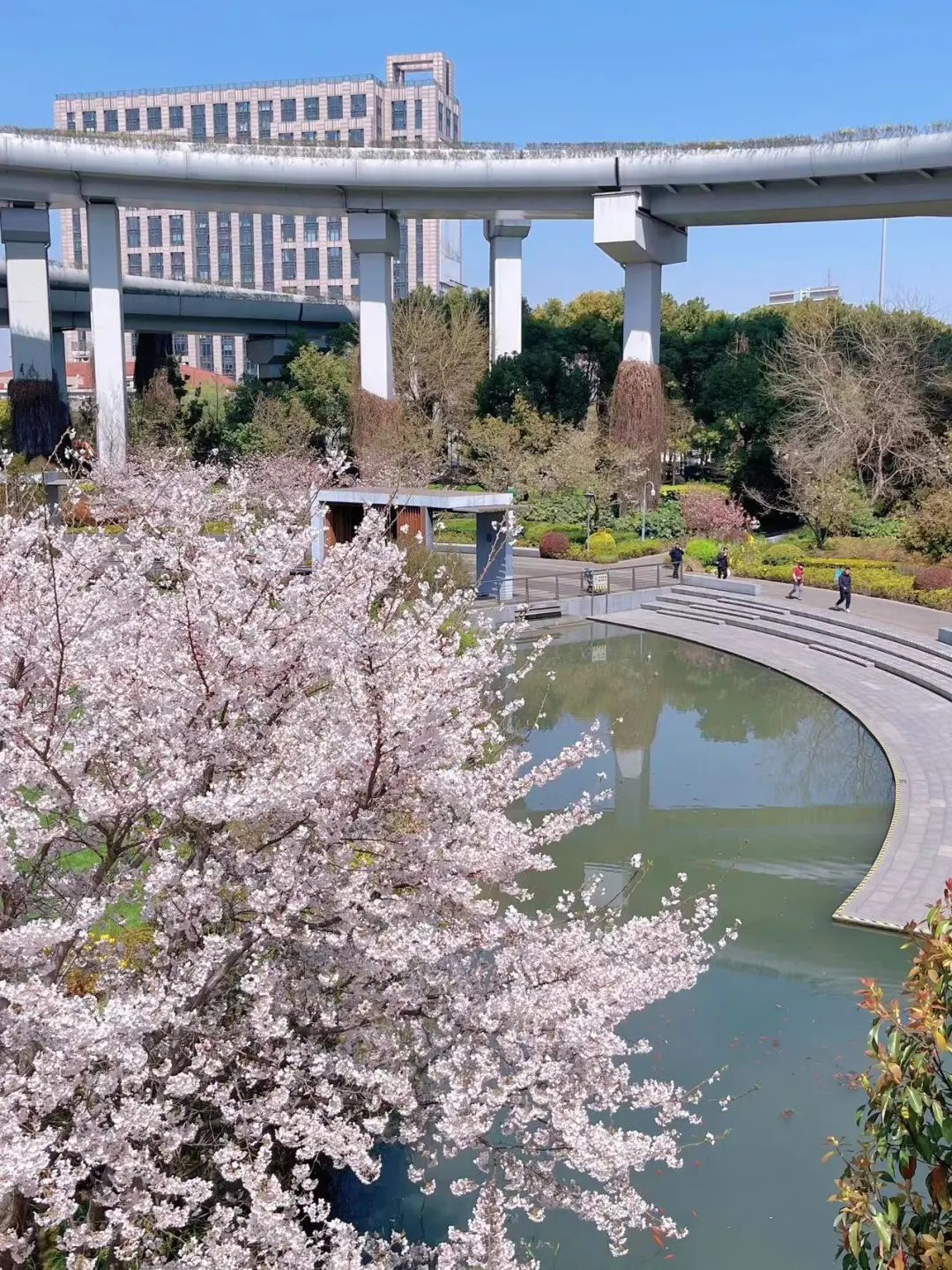 快来逛!静安樱花车站不觉间已美成一片花海!_上观新闻