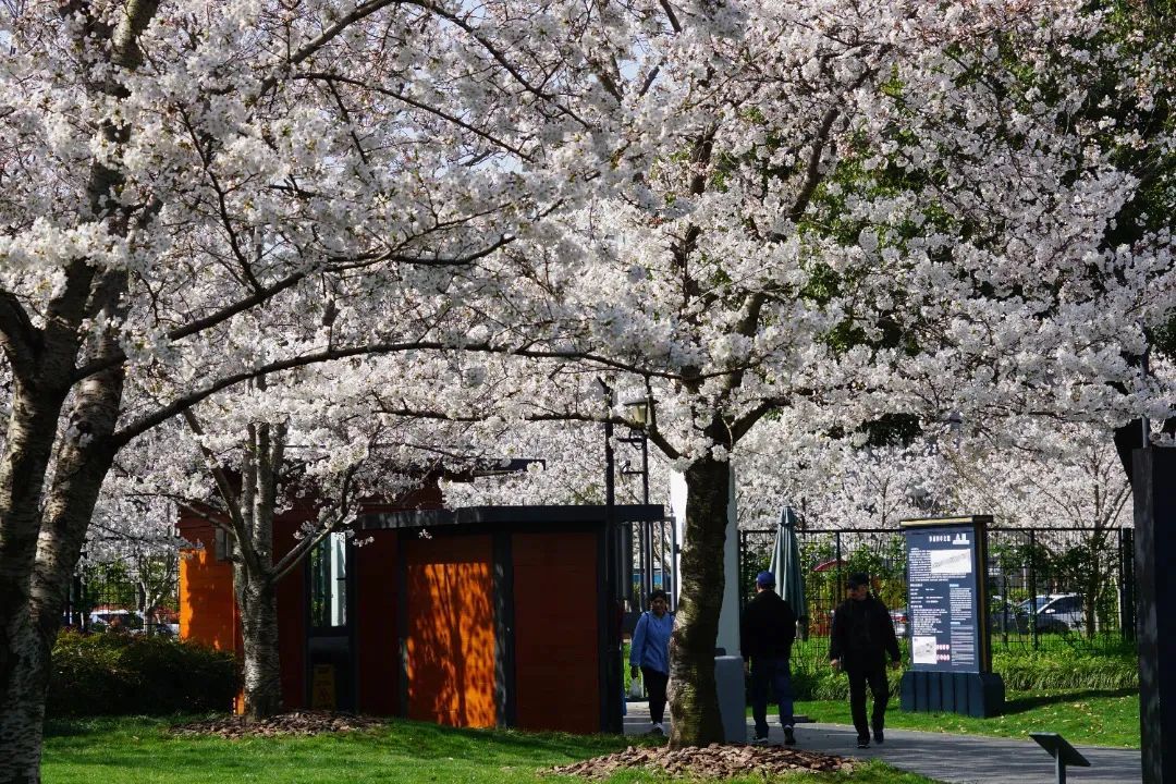 快来逛!静安樱花车站不觉间已美成一片花海!_上观新闻