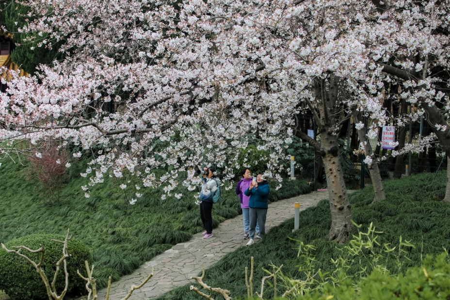 提示嘉定紫藤园赏花指南春樱烂漫正当时紫藤花季则将推迟