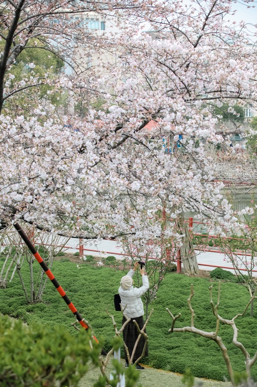 提示嘉定紫藤园赏花指南春樱烂漫正当时紫藤花季则将推迟