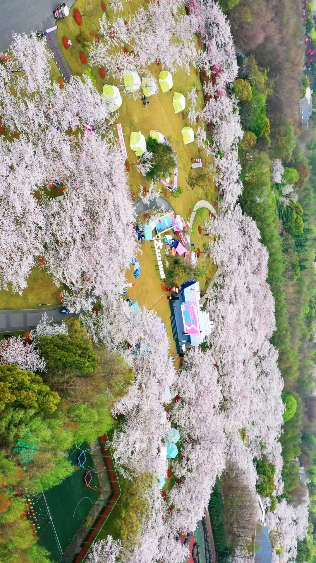 近17万游客本周末顾村公园共享美到极致的樱花盛宴你去了吗