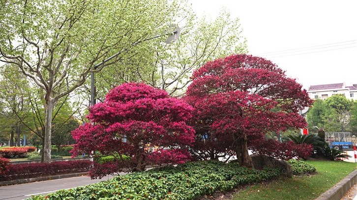 模纹花坛,灌木球,桩景造型中,如杨浦周家嘴路的红花檵木球和绿篱,松江