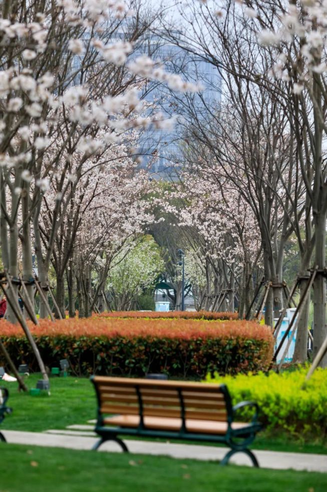 老白渡滨江绿地滨江大道公园在东岸滨江,抬头便是浪漫粉色花海,也是