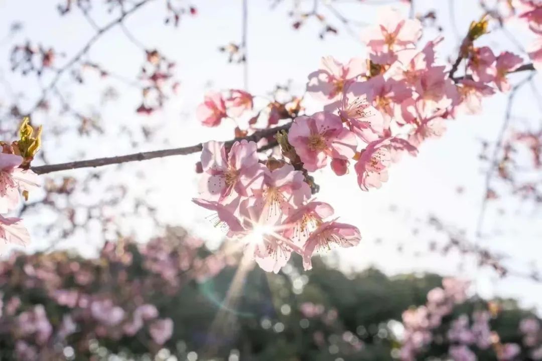 錯過要再等一年快來拍拍拍送你整個春天的浪漫