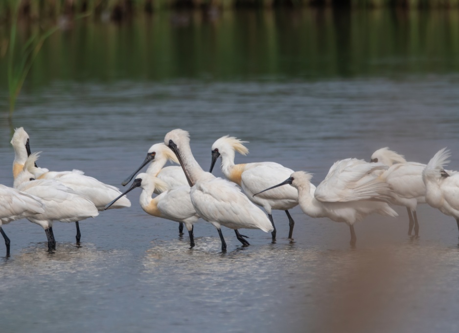 飞鸟灵动爱鸟护鸟我先行