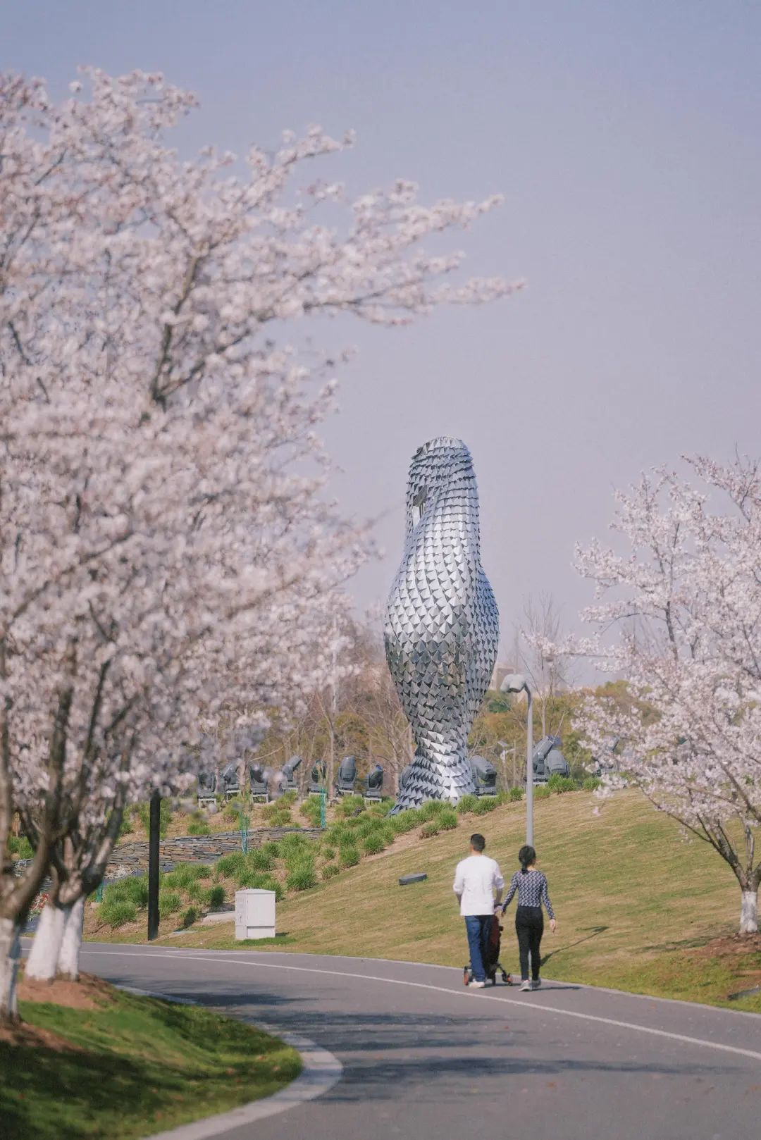 上海九棵树公园管理有限公司高级工程师张永平介绍道,这些樱花有的小