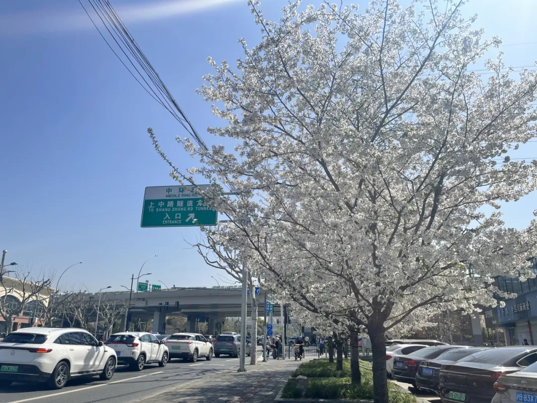 真南路沿线▲在街头,绿地换上了春季礼服桃浦路沿线说到普陀的樱花,不