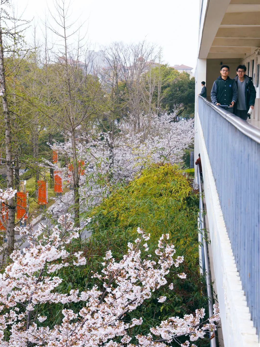 印象嘉定一中她怀里总是蓄满鲜花