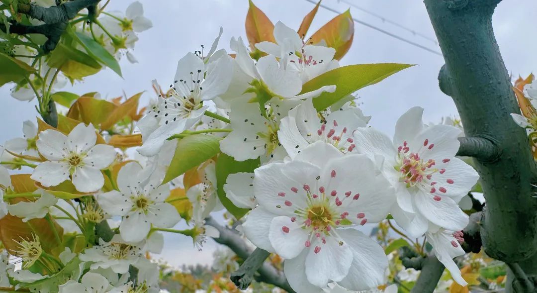 看完樱花赏梨花小长假走起