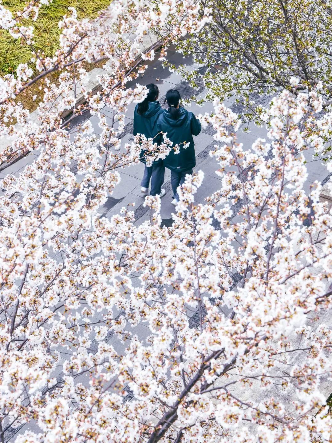 印象嘉定一中她怀里总是蓄满鲜花
