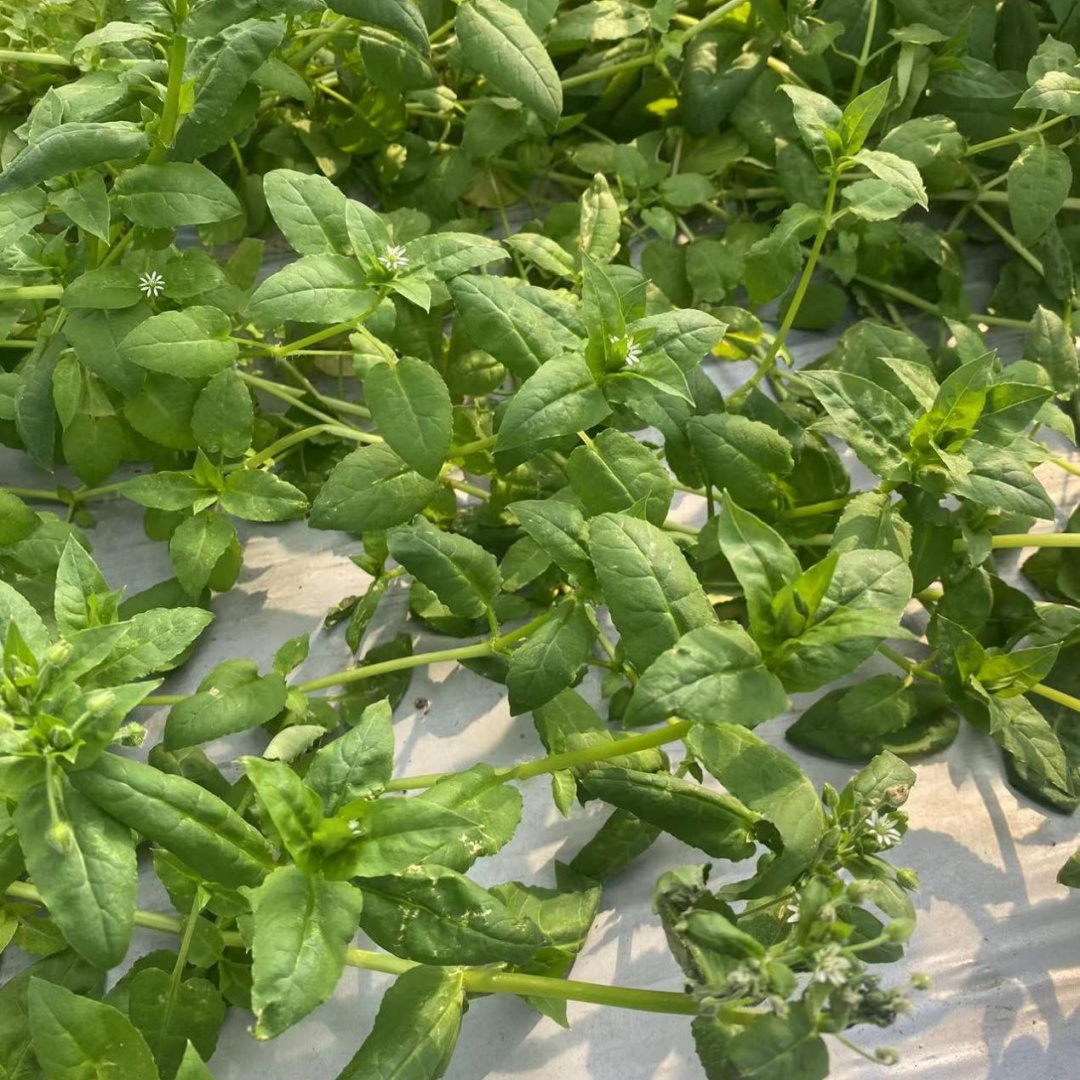 春日野菜赛黄金崇明生态岛绿色小清新按图索骥