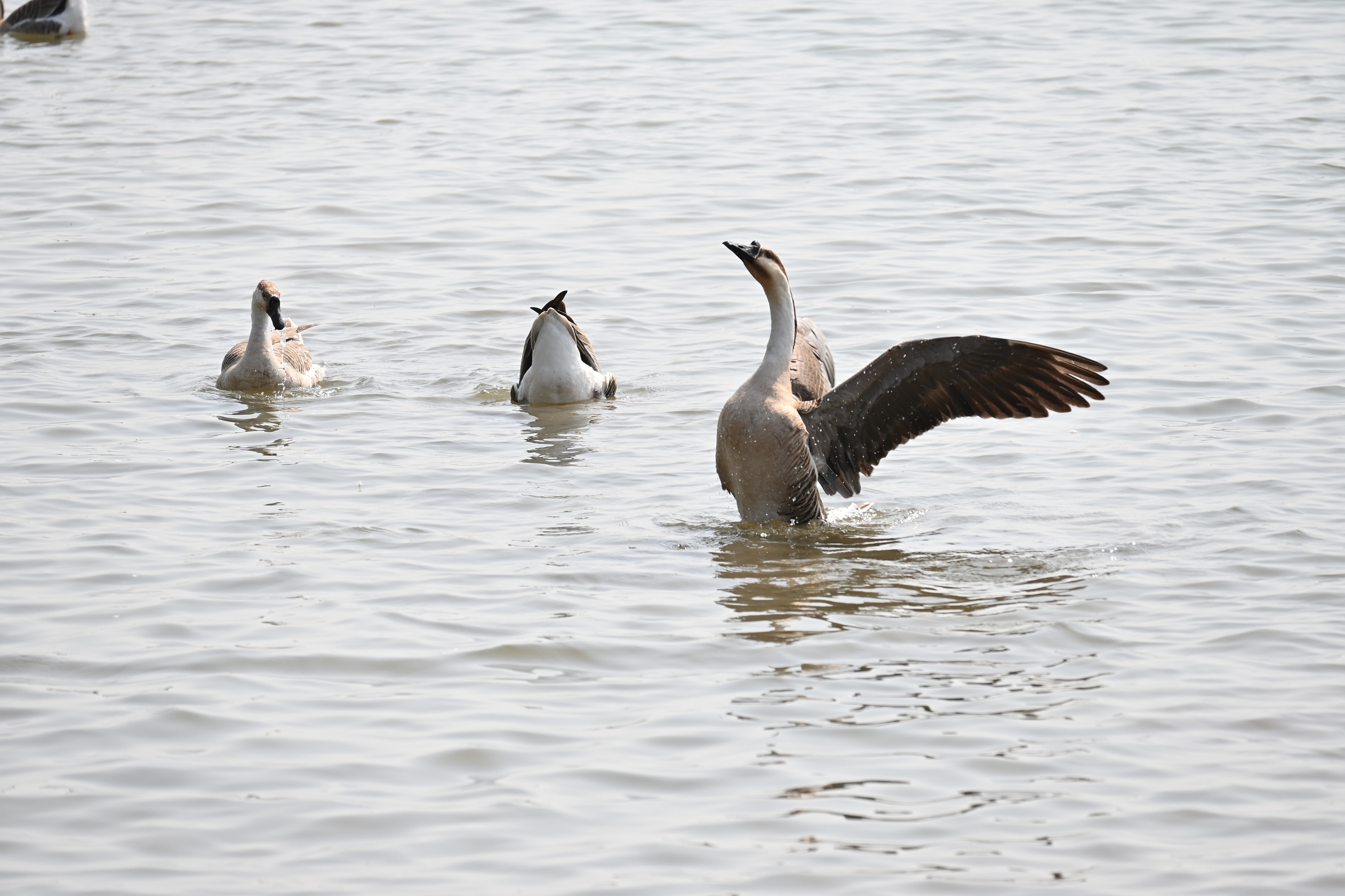 春天来崇明看大雁